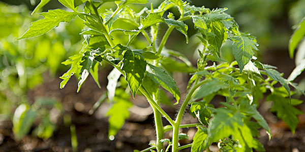 Tomato Plants