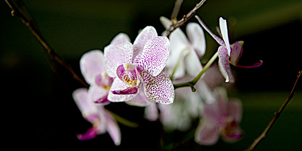 tasty orchid
